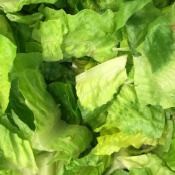 Romaine Lettuce